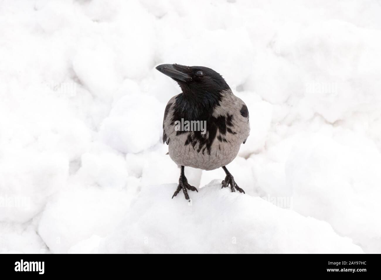 Corneille à capuche assise dans une pile de neige Banque D'Images