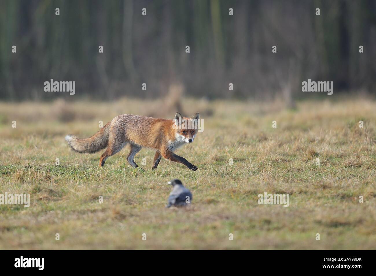 Le renard rouge est le plus grand des renards véritables et l'un des membres les plus largement distribués de l'ordre Carnivora. Banque D'Images