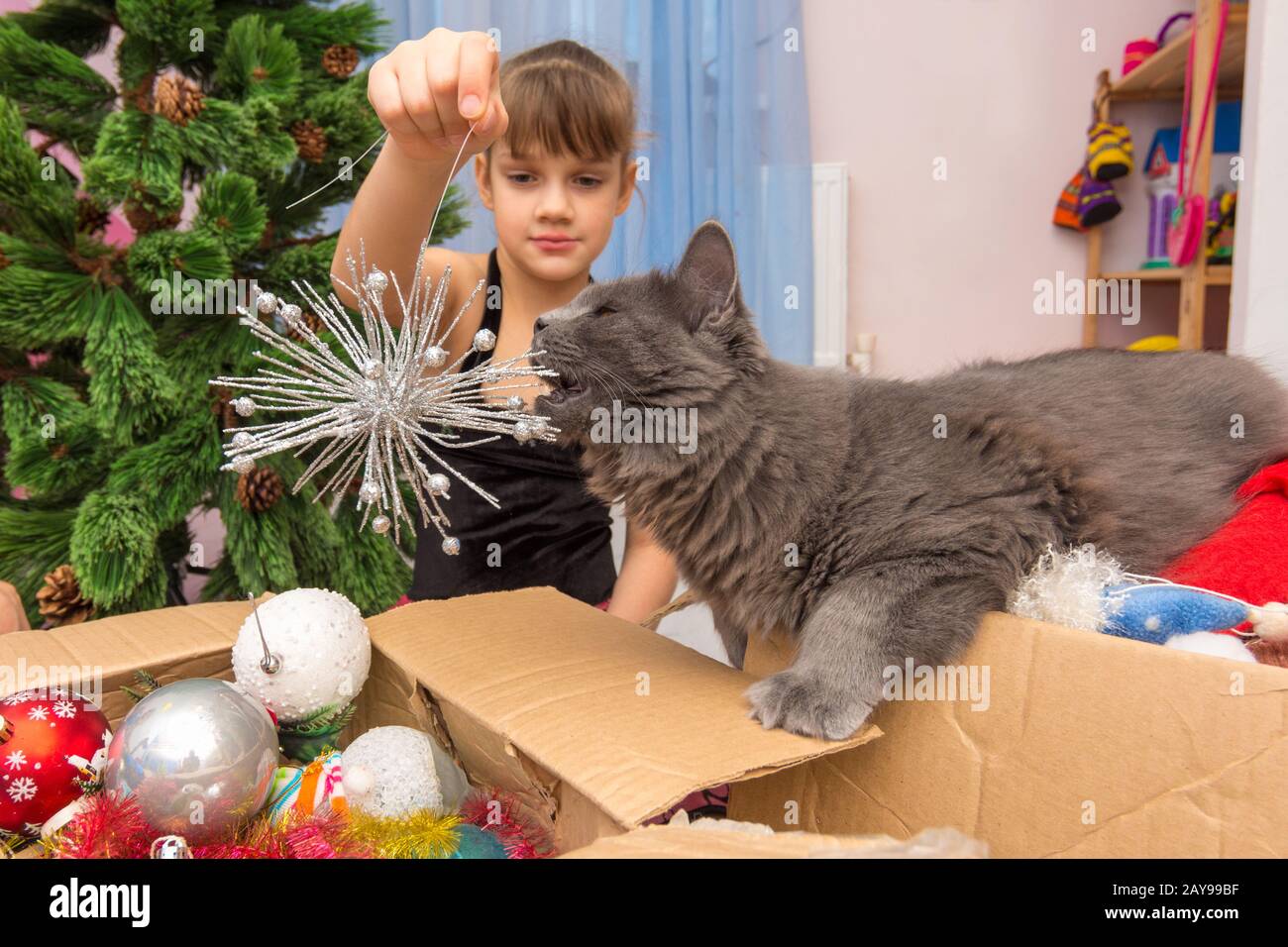 Un chat domestique grignote une décoration d'arbre de Noël dans les mains d'une fille Banque D'Images
