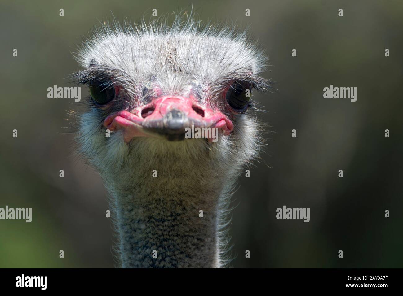 Gros plan sur un autruche à la ferme du Cap point Ostrich, sur la péninsule du Cap, près du Cap, en Afrique du Sud. Banque D'Images