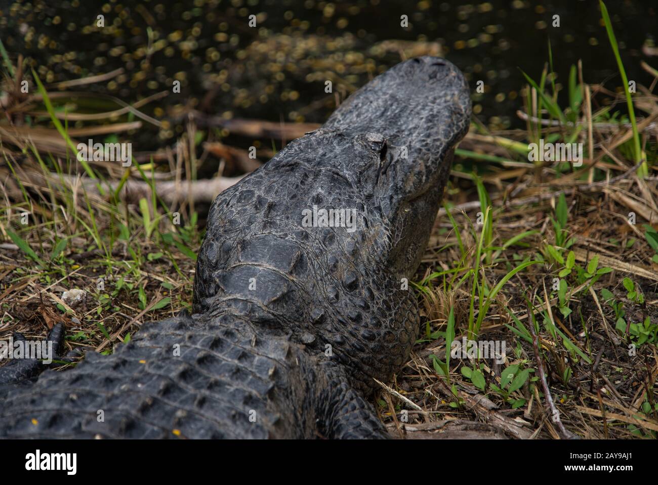 Gros plan d'un alligator dans les Everglades de Floride Banque D'Images
