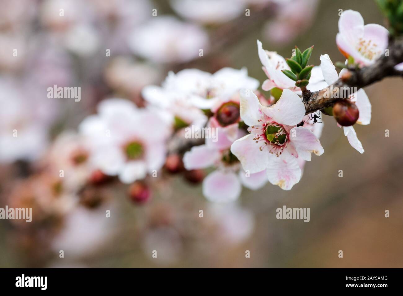 Arbre de thé rose en fleur Banque D'Images