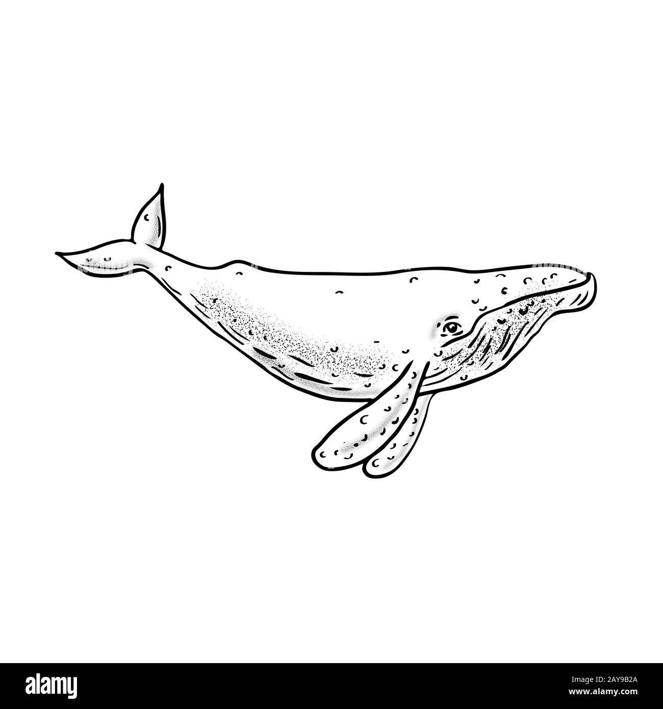 Côté du dessin des baleines à bosse Banque D'Images