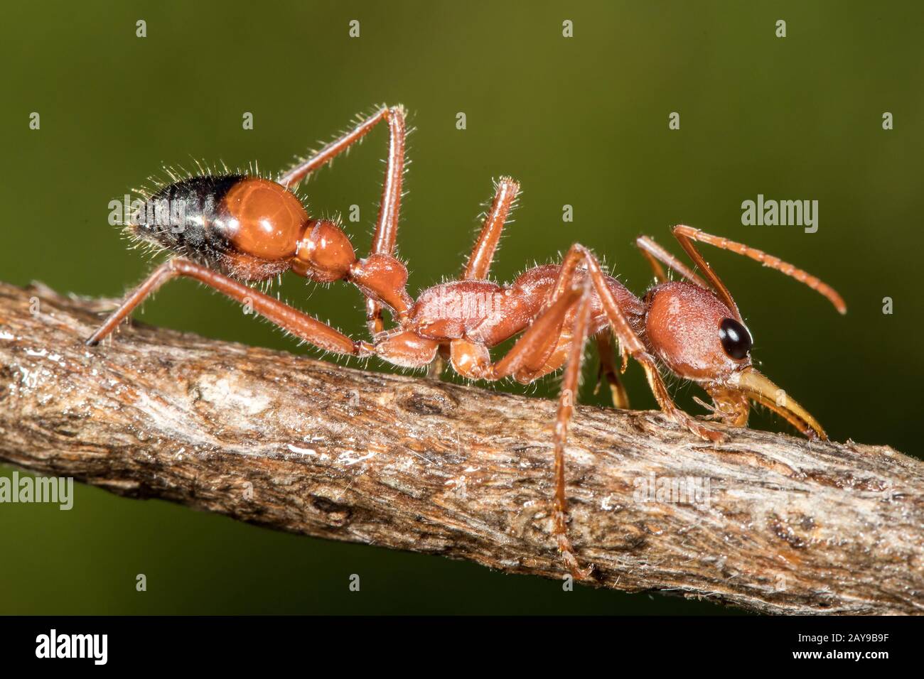 Eau potable de Bull Ant d'Australie provenant de la branche des arbres humides Banque D'Images