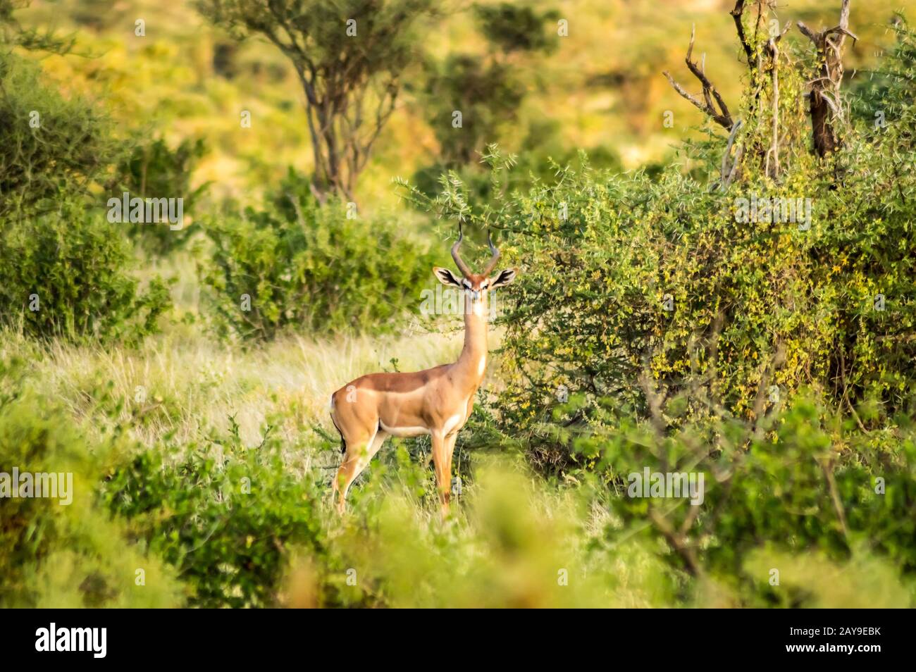 Giraffe antilope dans la savane du parc Samburu Banque D'Images