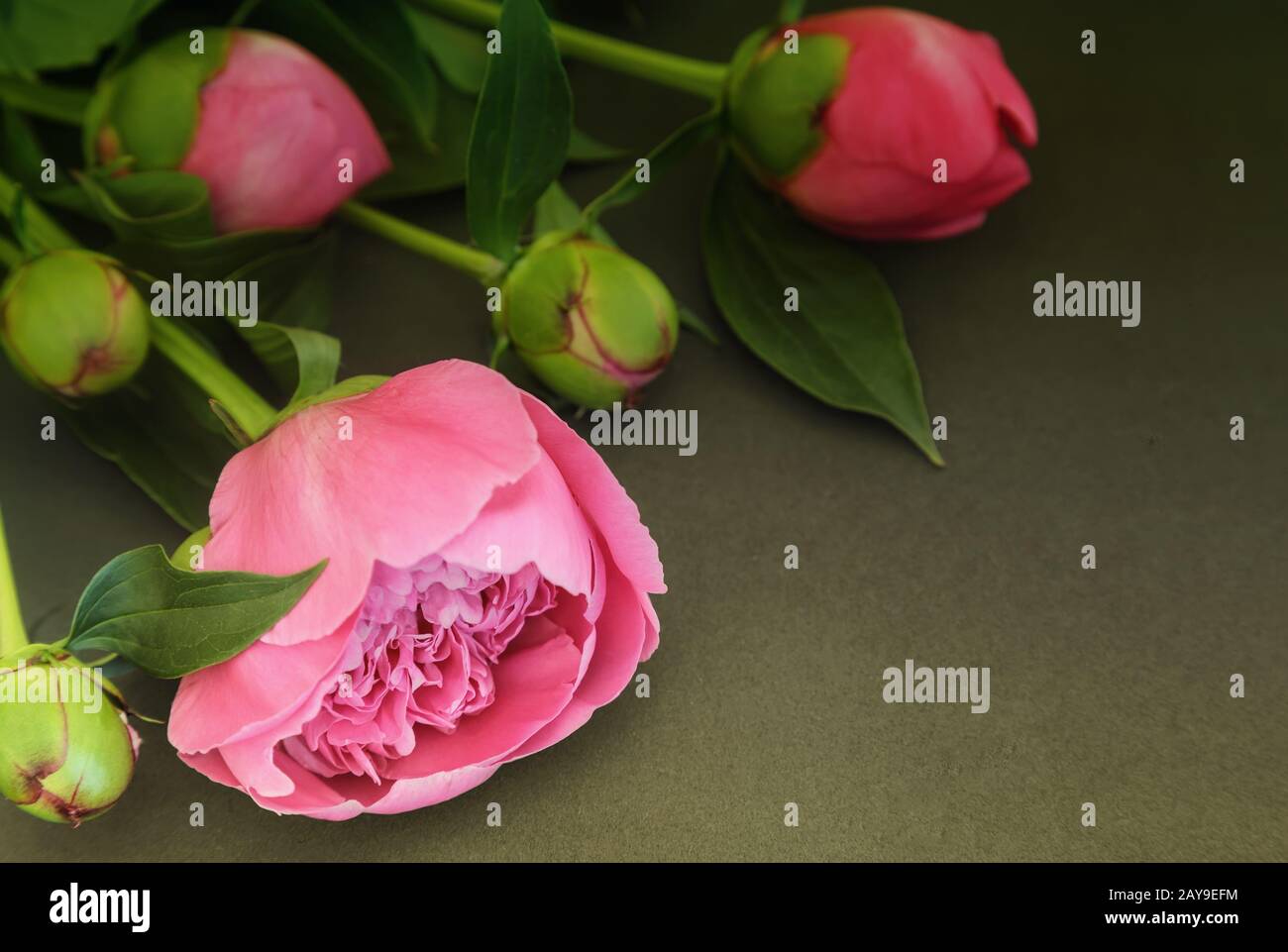 La pivoine fleurs et bourgeons sur un fond sombre. Banque D'Images
