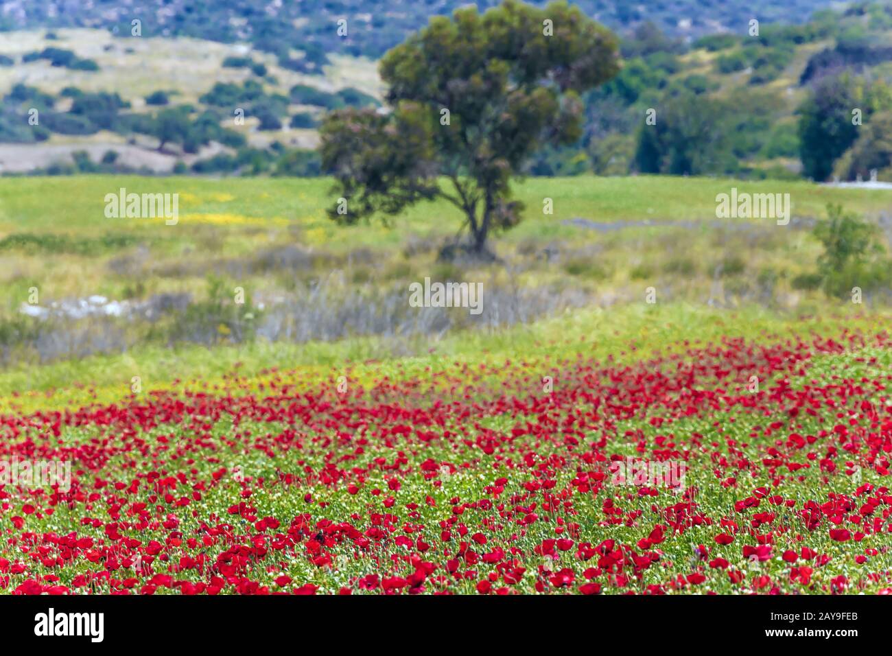 Journée de printemps brumeuse Banque D'Images