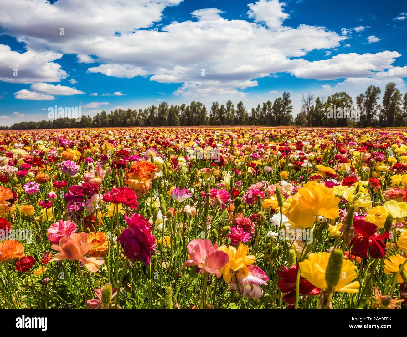 Les buttertasses de jardin fleuri Banque D'Images