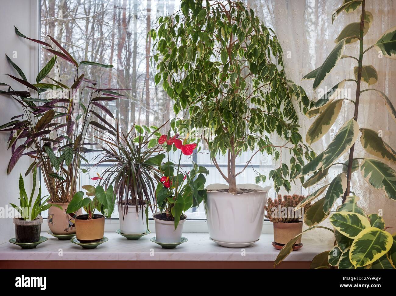 Variété de plantes intérieures sur le seuil de la fenêtre Banque D'Images