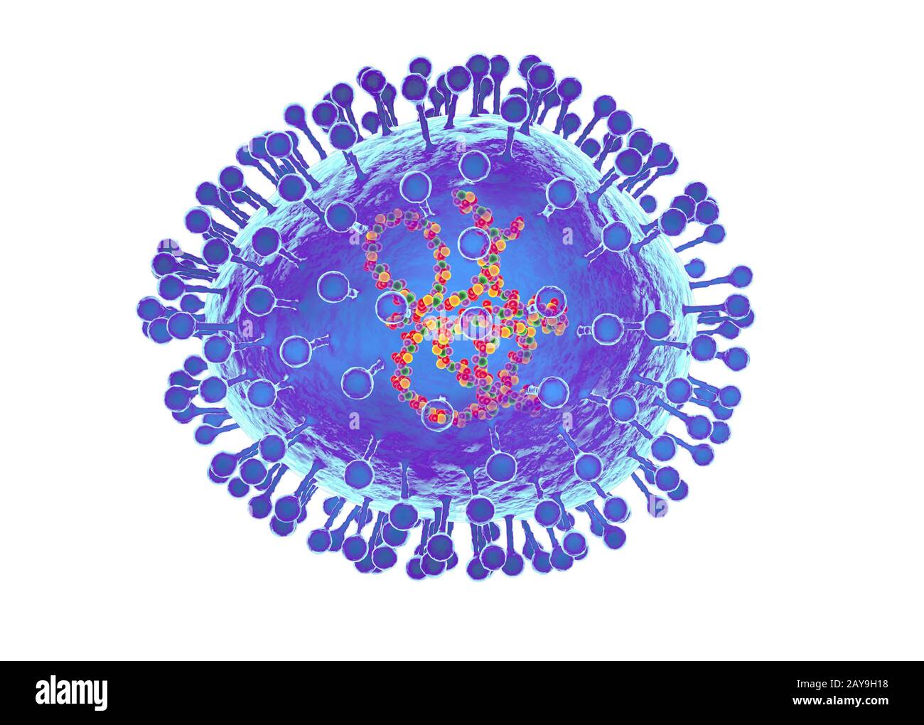 Métapneumovirus humain, illustration Banque D'Images