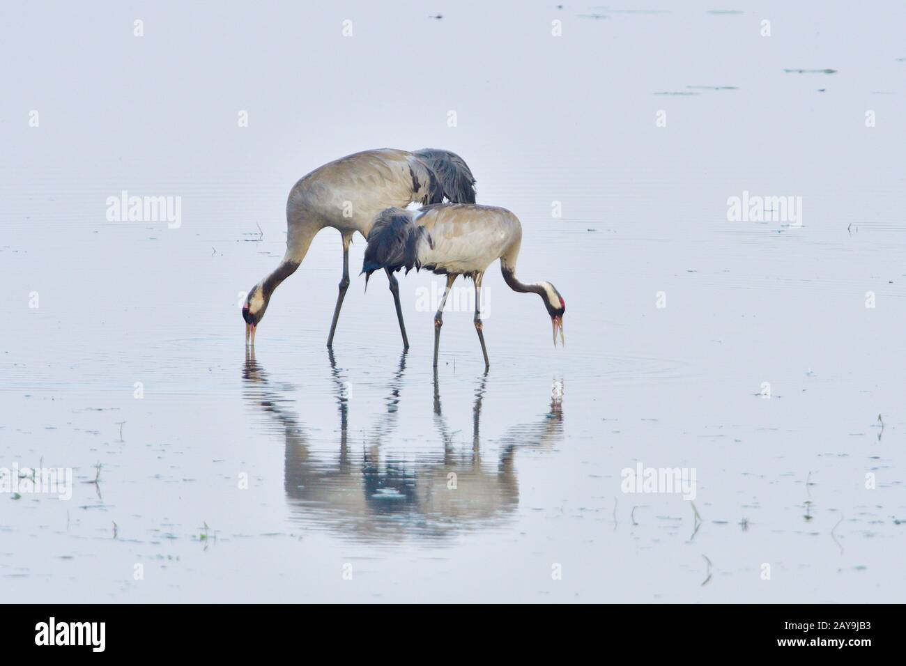 Grue grise Banque D'Images