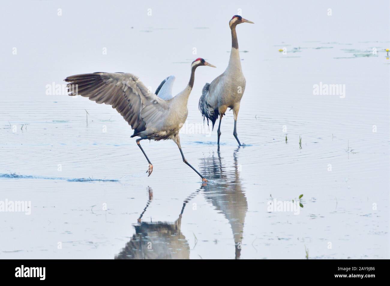 Grue grise Banque D'Images