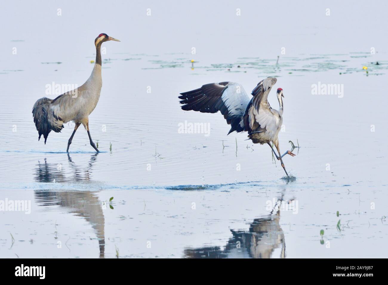 Grue grise Banque D'Images