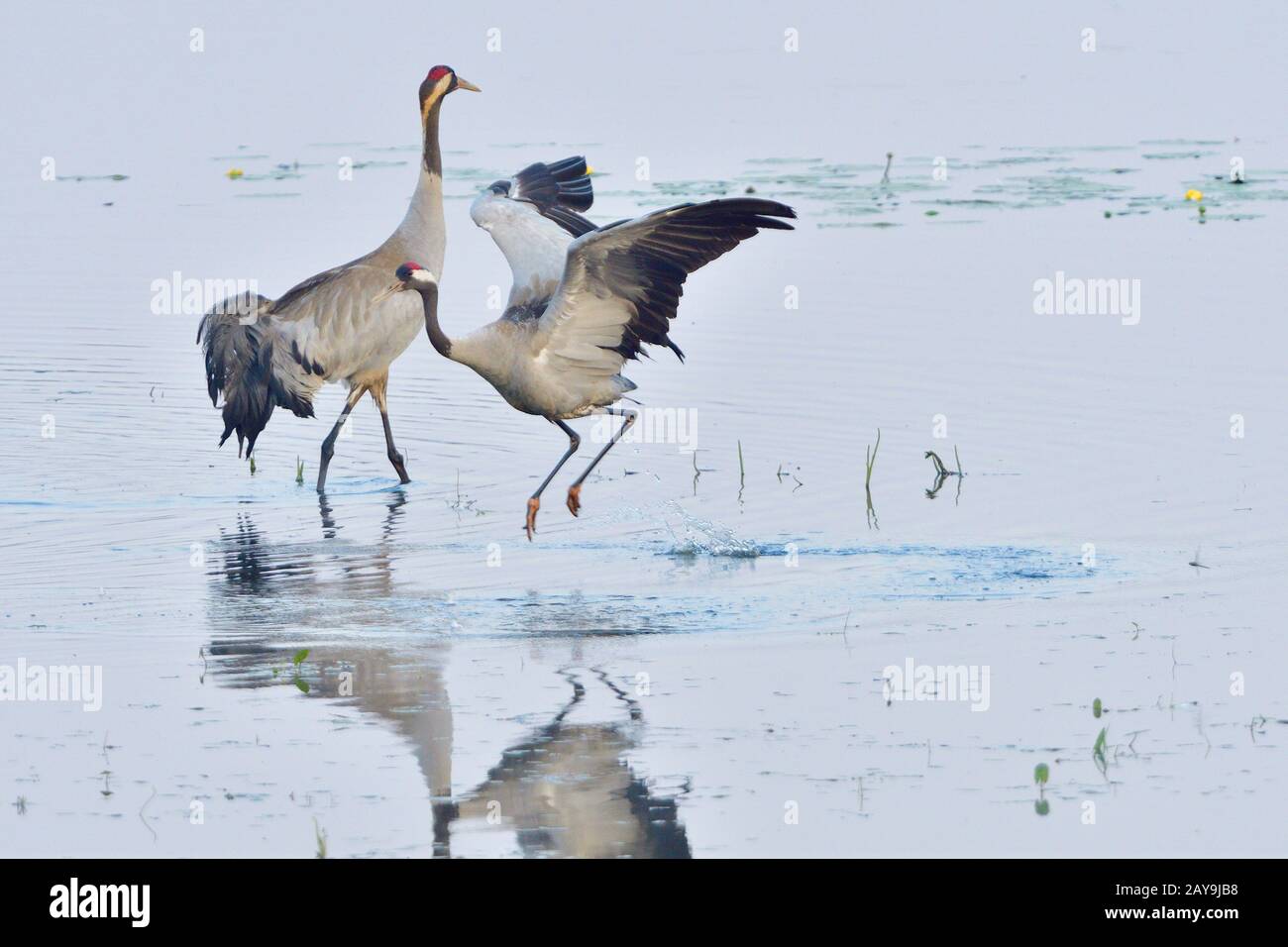 Grue grise Banque D'Images