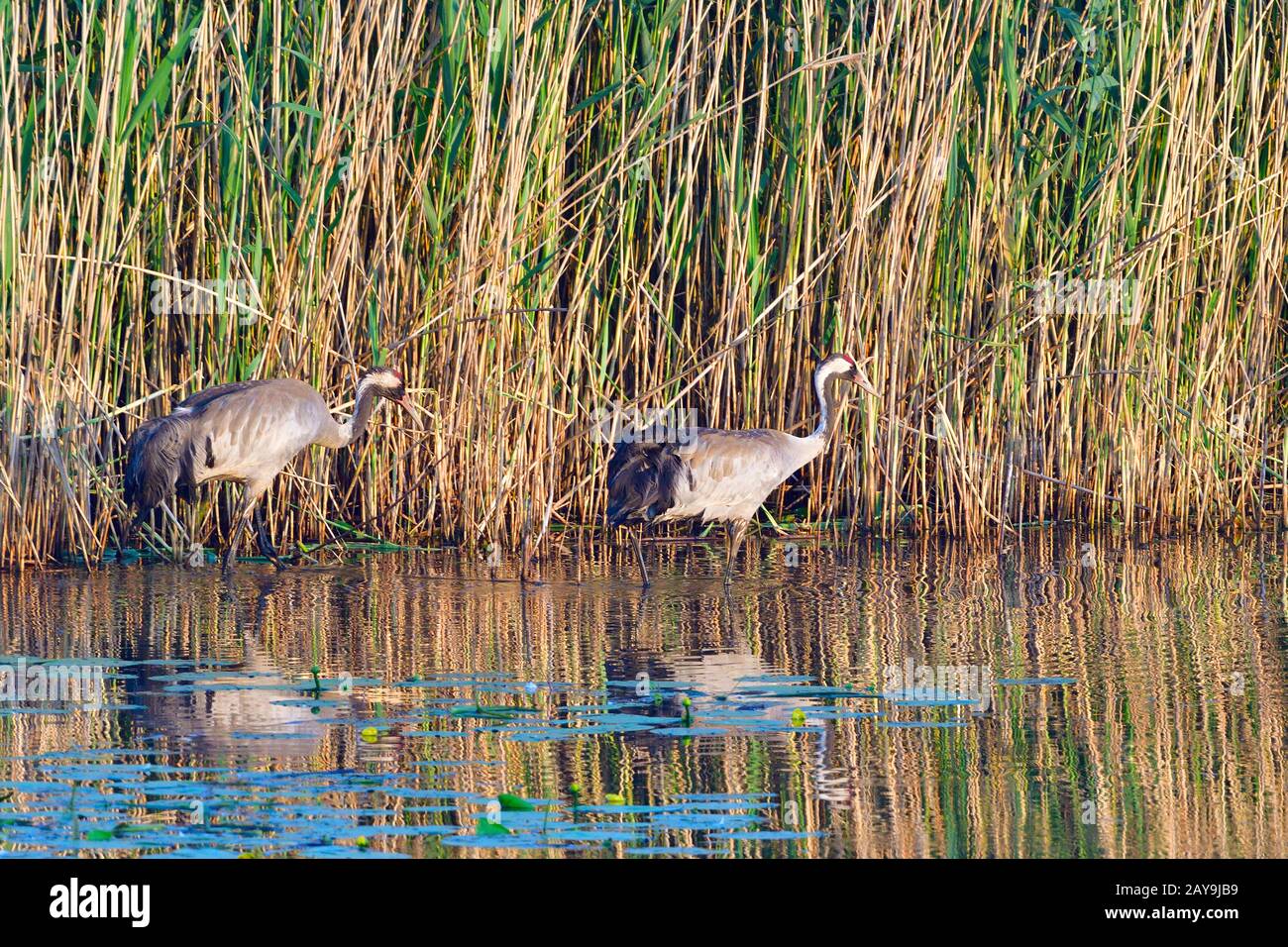Grue grise Banque D'Images