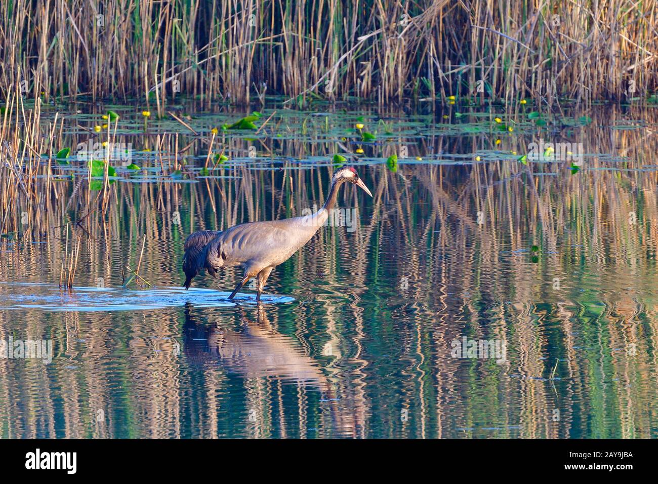 Grue grise Banque D'Images
