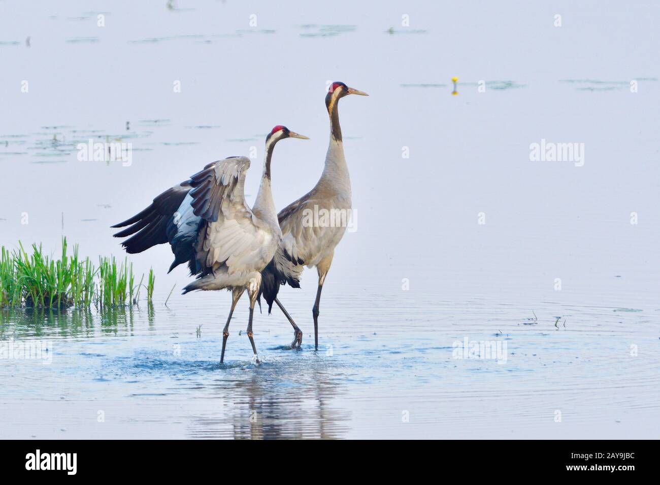 Grue grise Banque D'Images