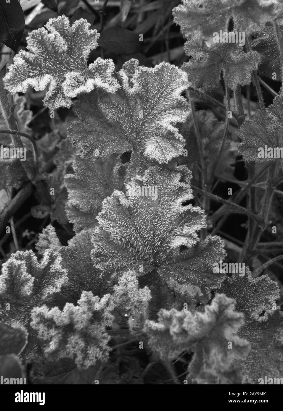 image de gros plan monochrome des cristaux de glace sur les feuilles gelées en hiver Banque D'Images