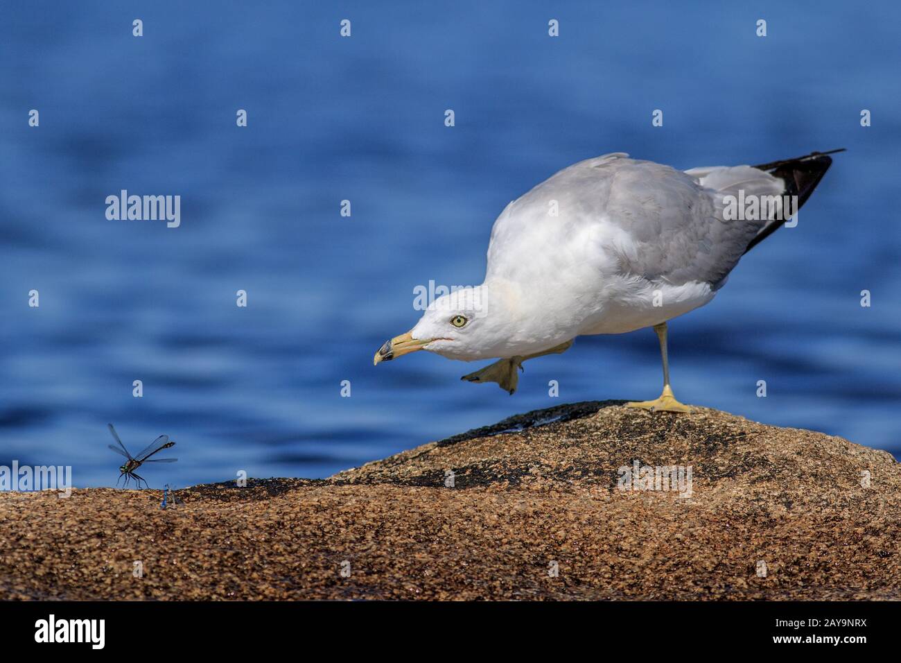 Un mouette à bec circulaire vole une libellule sur un rocher. Banque D'Images