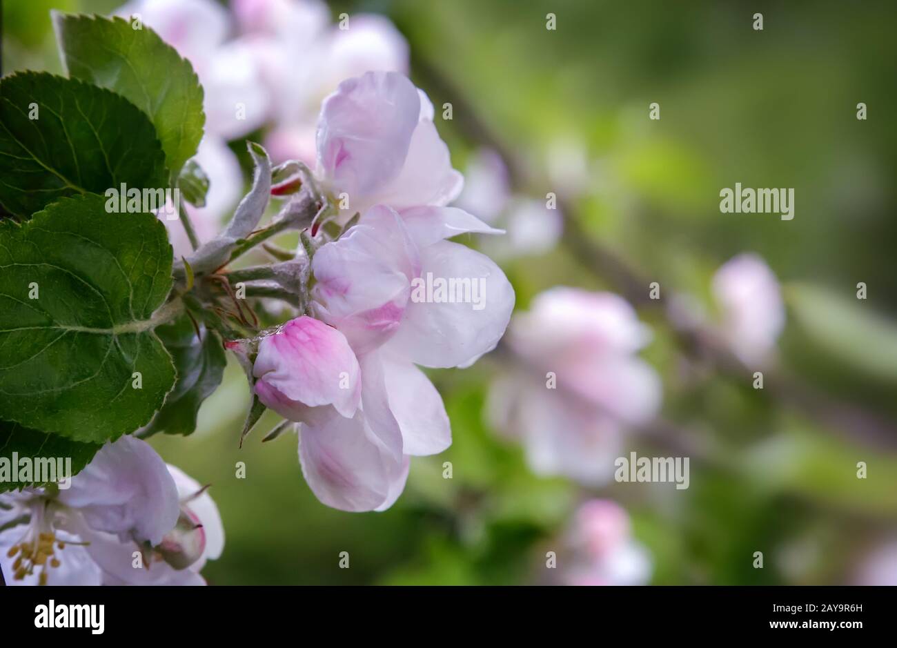 Branche de pommier à fleurs sur fond d'un jardin verdoyant. Banque D'Images