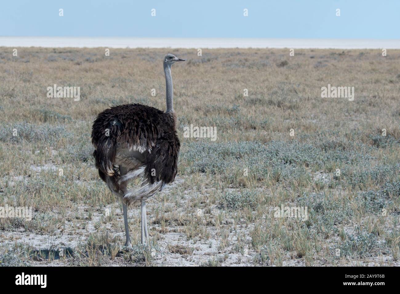 Une femelle autruche (Struthio camelus) dans le parc national d'Etosha, dans le nord-ouest de la Namibie. Banque D'Images