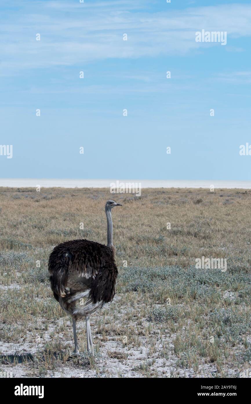 Une femelle autruche (Struthio camelus) dans le parc national d'Etosha, dans le nord-ouest de la Namibie. Banque D'Images
