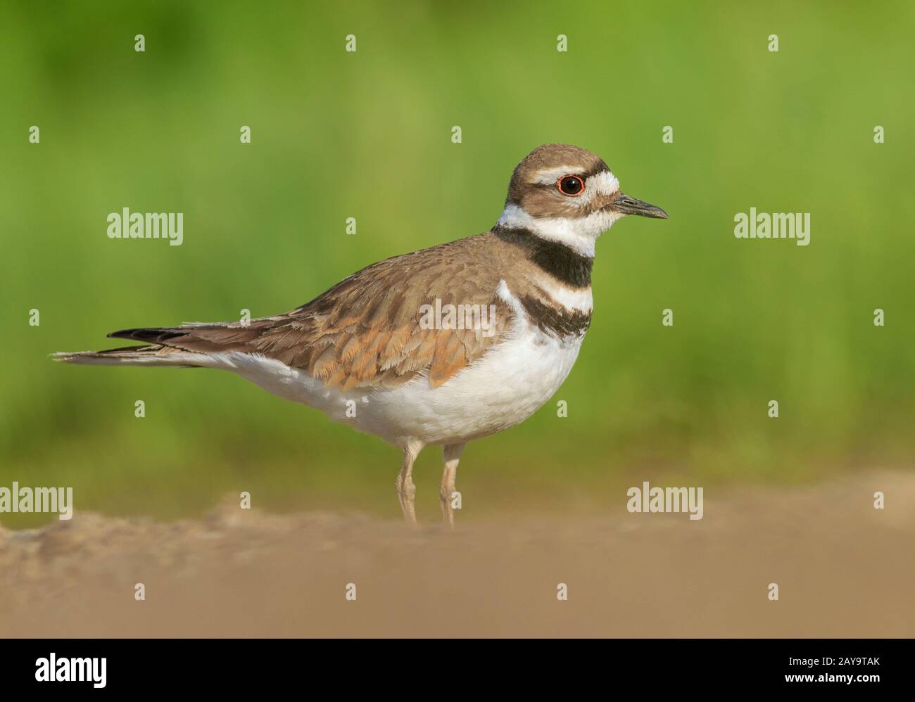 Un Killdeer vu de l'œil à l'œil. Banque D'Images