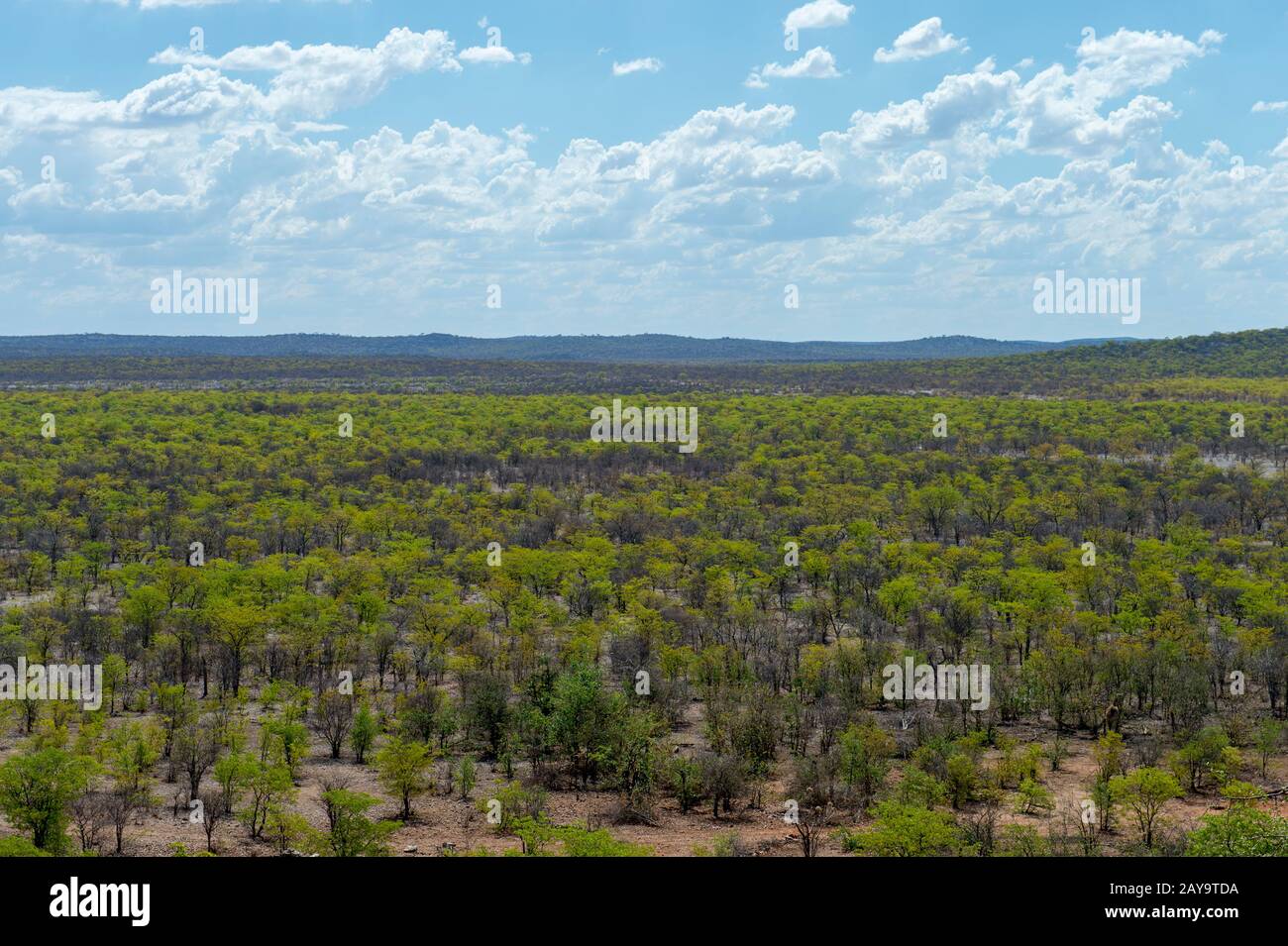 Aperçu de la forêt de Mopani dans La Réserve de gibier d'Ongava, au sud du parc national d'Etosha, dans le nord-ouest de la Namibie. Banque D'Images