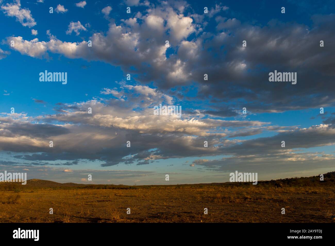 Lumière du soir dans la Réserve de gibier d'Ongava, au sud du parc national d'Etosha, dans le nord-ouest de la Namibie. Banque D'Images
