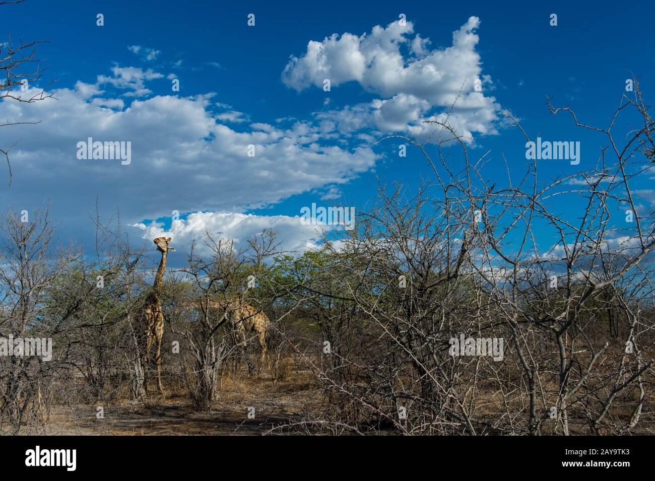 Girafes angolaises (Giraffa giraffa angolensis) se nourrissant d'arbres dans la Réserve de gibier d'Ongava, au sud du parc national d'Etosha, dans le nord-ouest de la Namibie. Banque D'Images