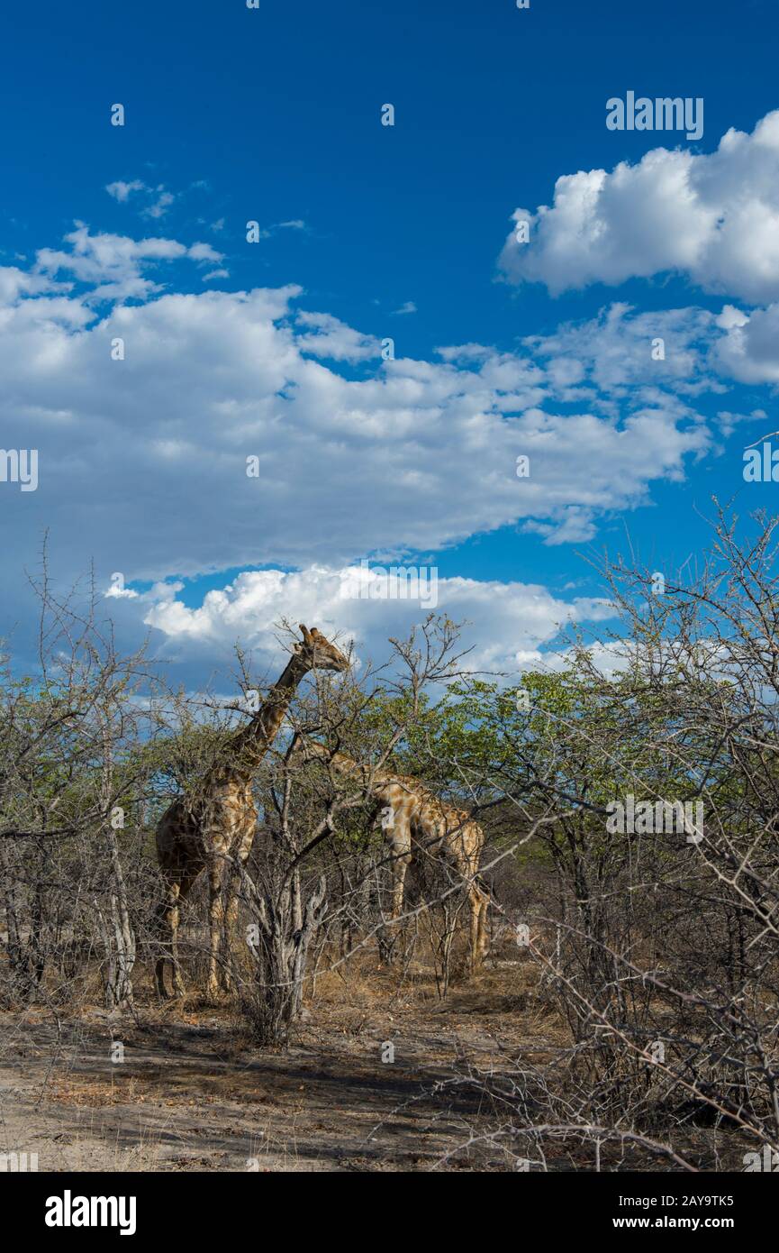 Girafes angolaises (Giraffa giraffa angolensis) se nourrissant d'arbres dans la Réserve de gibier d'Ongava, au sud du parc national d'Etosha, dans le nord-ouest de la Namibie. Banque D'Images