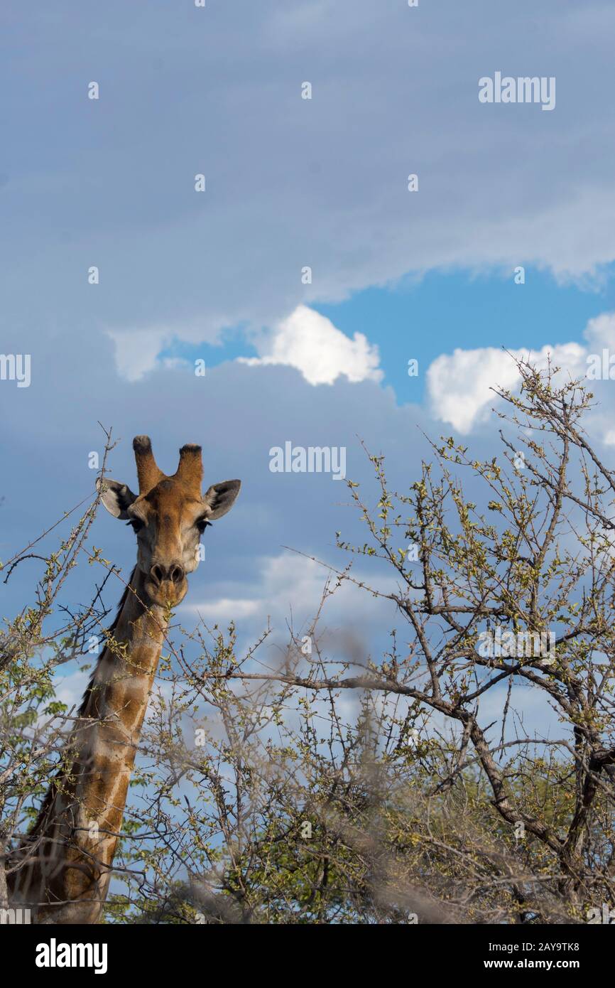 Une girafe angolaise (Giraffa giraffa angolensis) dans les arbres de La Réserve de gibier d'Ongava, au sud du parc national d'Etosha, dans le nord-ouest de la Namibie. Banque D'Images