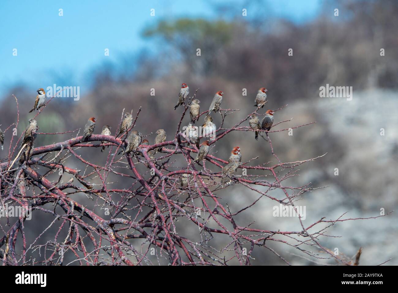 finch à tête rouge (Amadina érythrocephala) (également connu sous le nom de finch paradisiaque ou de tisserand à tête rouge) dans un buisson à la Réserve de jeu d'Ongava, au sud de t Banque D'Images