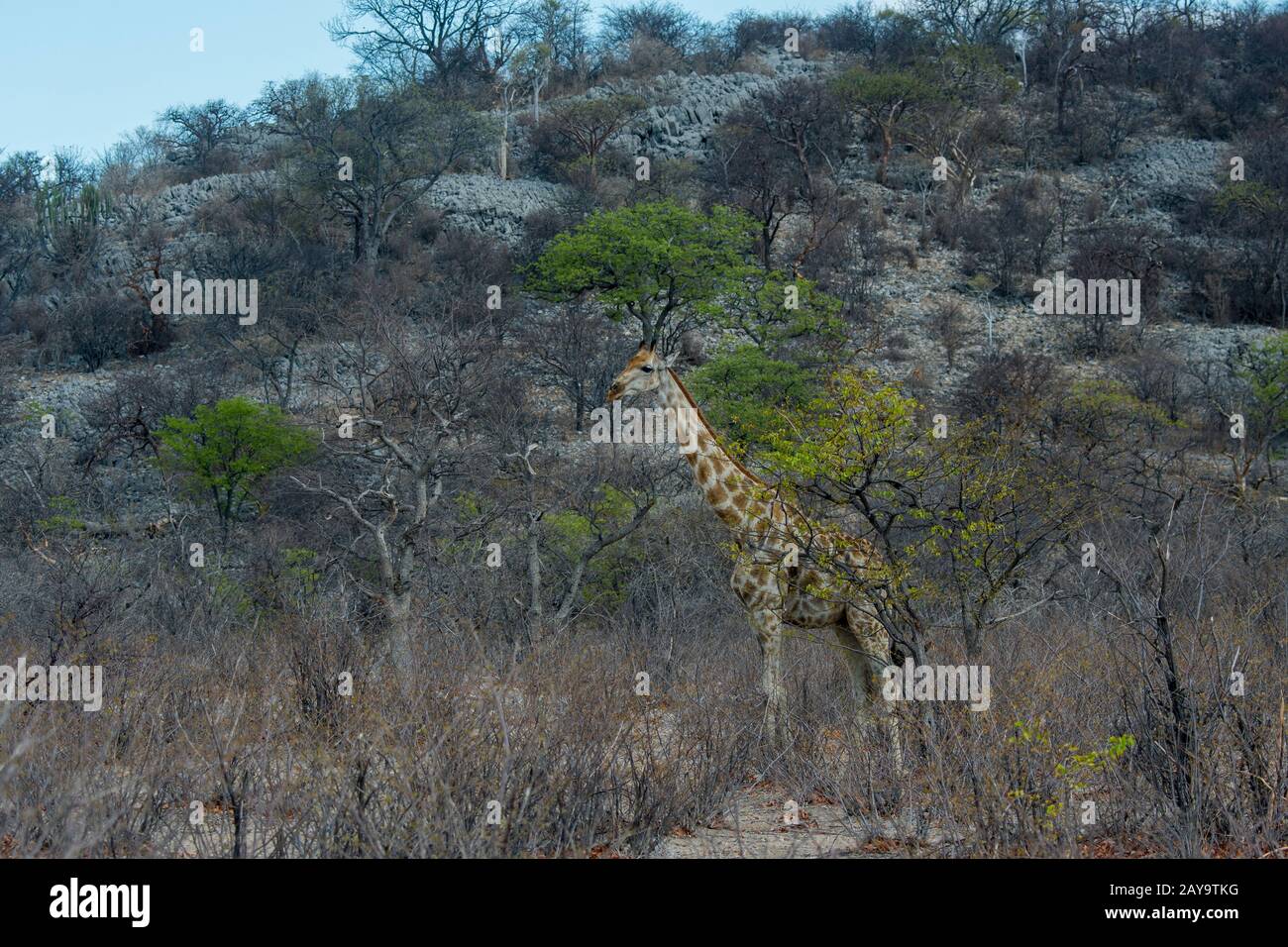 Une girafe angolaise (Giraffa giraffa angolensis) dans les arbres de La Réserve de gibier d'Ongava, au sud du parc national d'Etosha, dans le nord-ouest de la Namibie. Banque D'Images