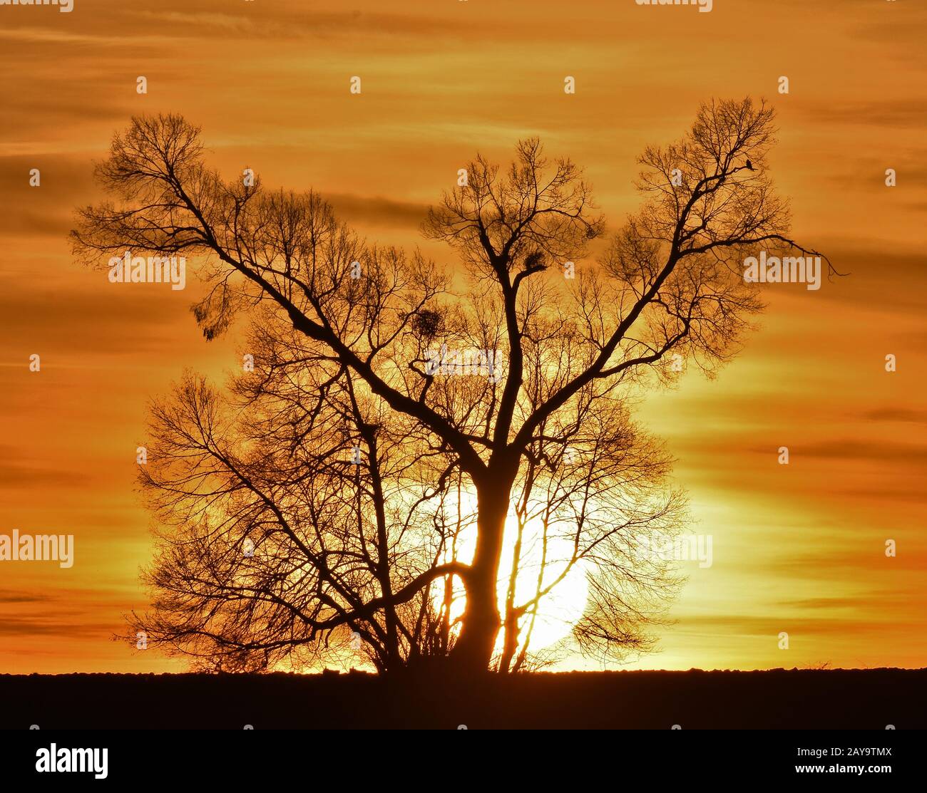 Coucher de soleil avec un arbre Banque D'Images