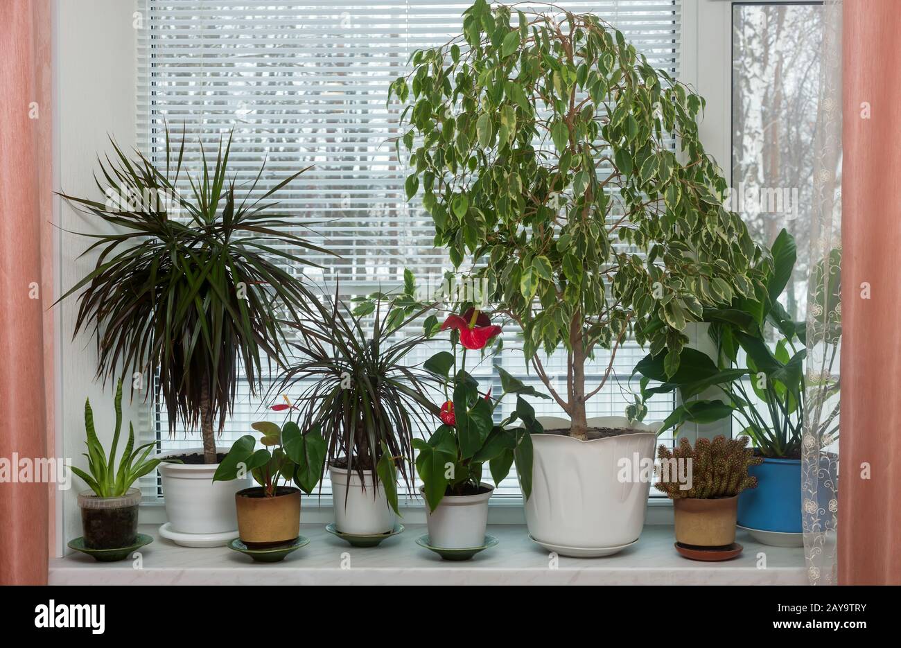 Variété de plantes intérieures sur le seuil de la fenêtre Banque D'Images