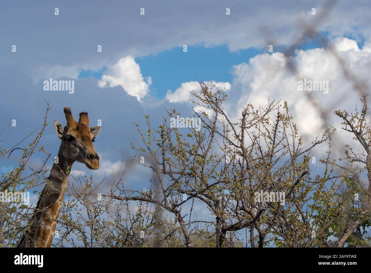 Une girafe angolaise (Giraffa giraffa angolensis) dans les arbres de La Réserve de gibier d'Ongava, au sud du parc national d'Etosha, dans le nord-ouest de la Namibie. Banque D'Images
