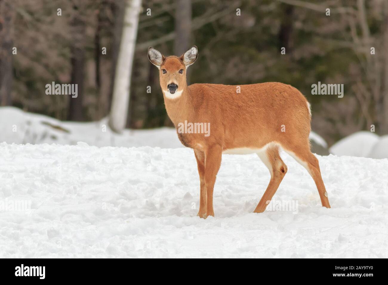 Un cerf à queue blanche avec une couche plutôt orange. Banque D'Images