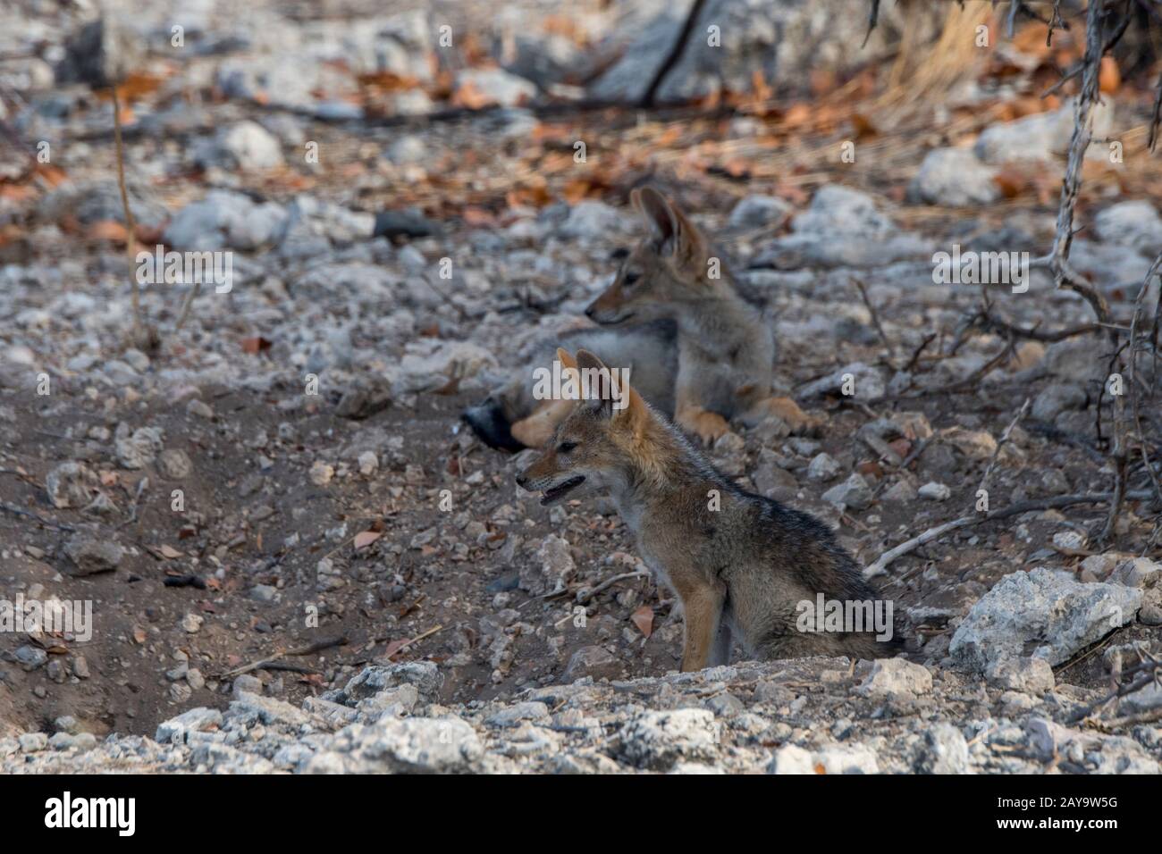 Des gros chacal soutenus par des noirs à leur coin de détente dans la Réserve de gibier d'Ongava, au sud du parc national d'Etosha, dans le nord-ouest de la Namibie. Banque D'Images