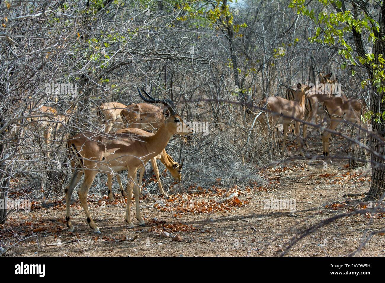 Les impupalas à face noire (Aepyceros melampus petersi) dans la Réserve de gibier d'Ongava, au sud du parc national d'Etosha, dans le nord-ouest de la Namibie. Banque D'Images