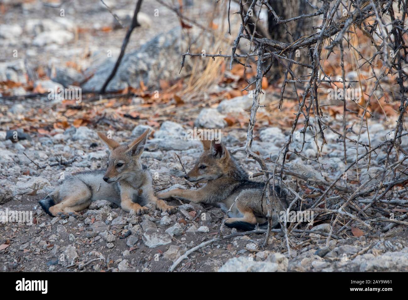 Des gros chacal soutenus par des noirs à leur coin de détente dans la Réserve de gibier d'Ongava, au sud du parc national d'Etosha, dans le nord-ouest de la Namibie. Banque D'Images