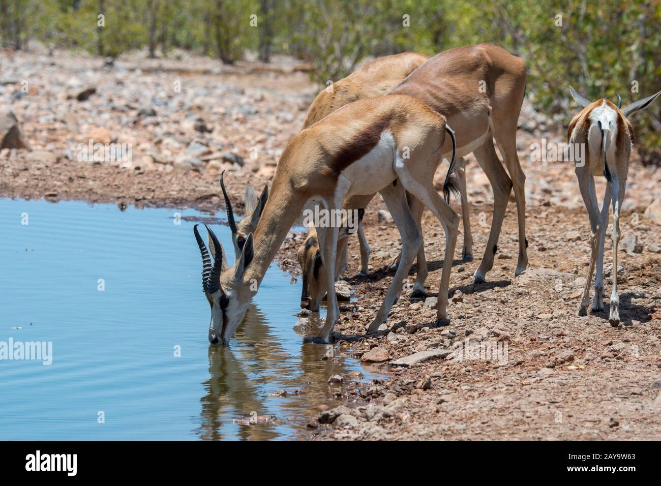 Springboks (Antidorcas marsupialis) buvant dans un trou d'eau de La Réserve de gibier d'Ongava, au sud du parc national d'Etosha, dans le nord-ouest de la Namibie. Banque D'Images