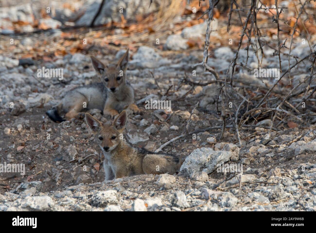 Des gros chacal soutenus par des noirs à leur coin de détente dans la Réserve de gibier d'Ongava, au sud du parc national d'Etosha, dans le nord-ouest de la Namibie. Banque D'Images