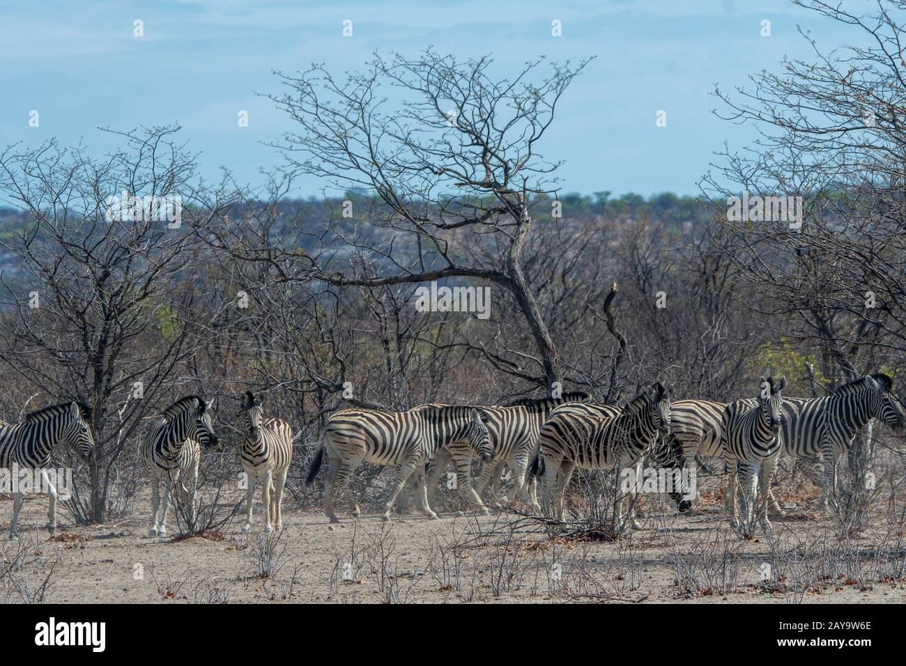 Zèbres des plaines (Equus quagga, anciennement Equus burchellii), également connu sous le nom de zébra commun, dans la forêt de la Réserve de gibier d'Ongava, au sud de l'Etosha Banque D'Images