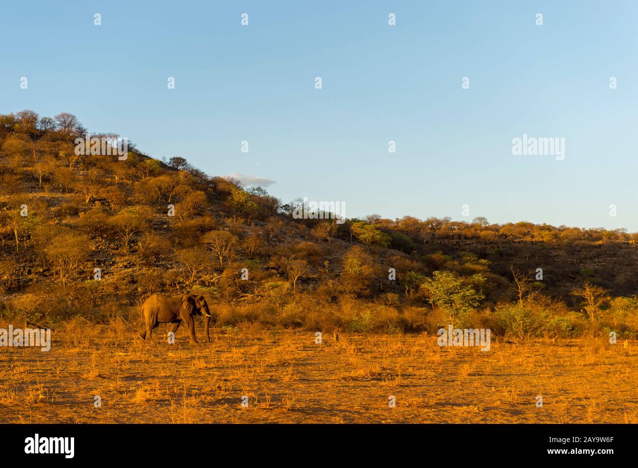 Un éléphant d'Afrique marche en soirée à travers la Réserve de gibier d'Ongava, au sud du parc national d'Etosha, dans le nord-ouest de la Namibie. Banque D'Images