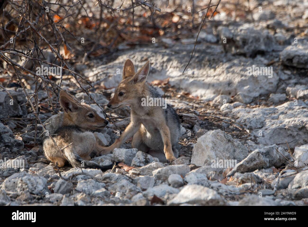 Des gros chacal soutenus par des noirs à leur coin de détente dans la Réserve de gibier d'Ongava, au sud du parc national d'Etosha, dans le nord-ouest de la Namibie. Banque D'Images
