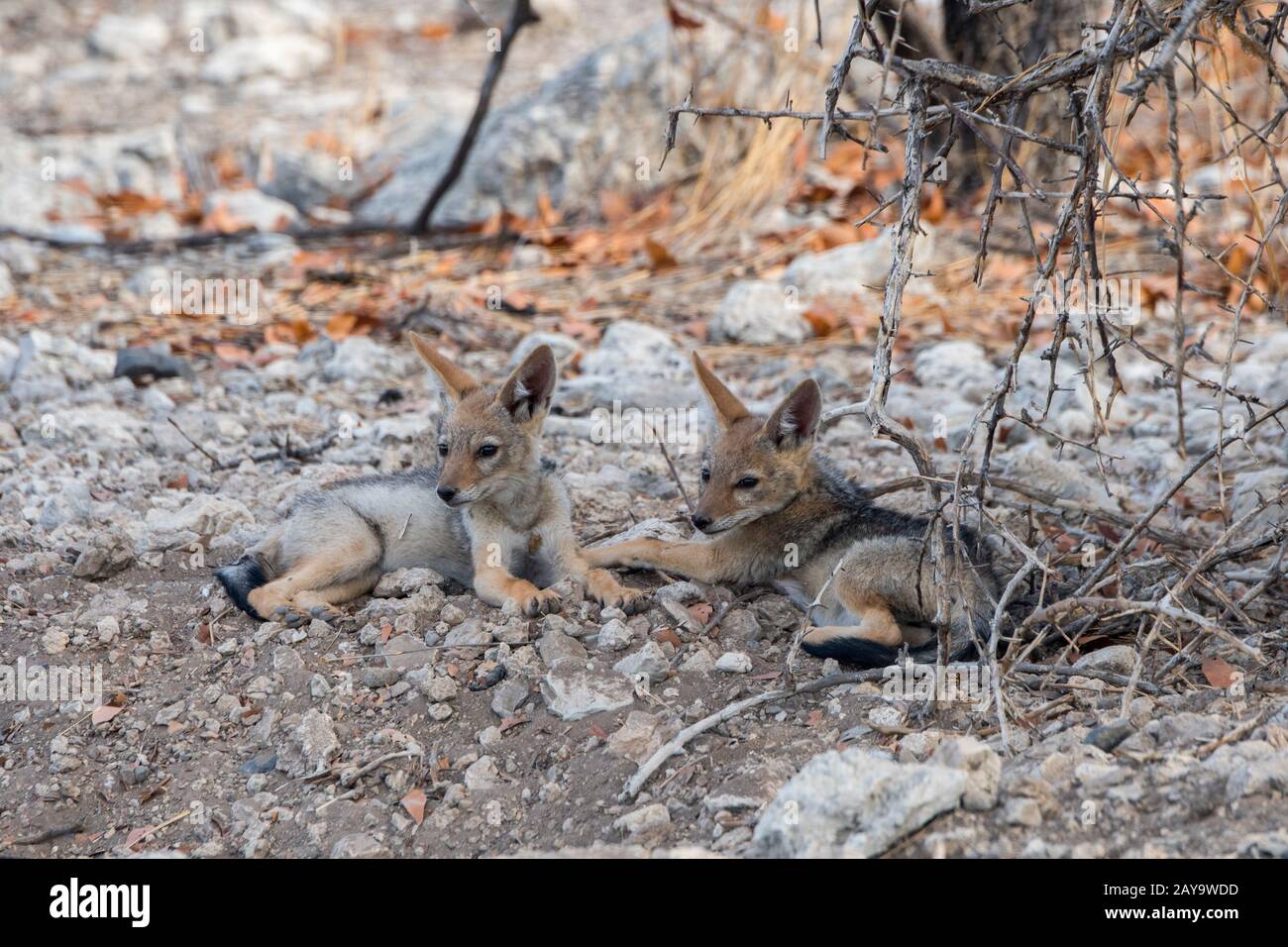 Des gros chacal soutenus par des noirs à leur coin de détente dans la Réserve de gibier d'Ongava, au sud du parc national d'Etosha, dans le nord-ouest de la Namibie. Banque D'Images