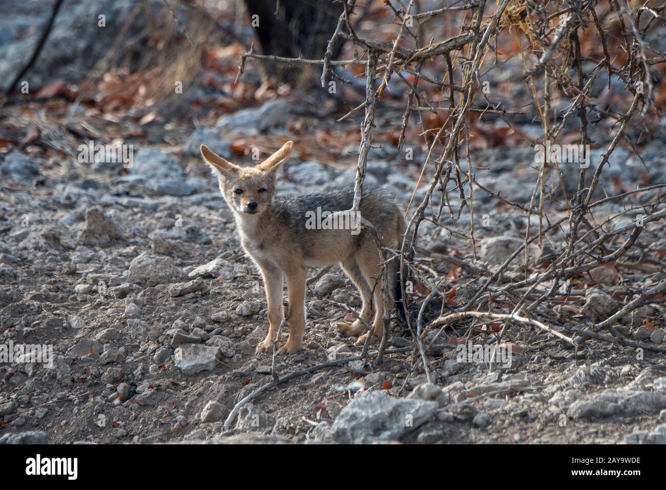 Une pupe chacale soutenue par des Noirs dans le den de La Réserve de gibier d'Ongava, au sud du parc national d'Etosha, dans le nord-ouest de la Namibie. Banque D'Images