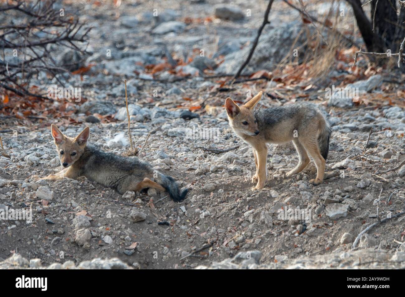 Des gros chacal soutenus par des noirs à leur coin de détente dans la Réserve de gibier d'Ongava, au sud du parc national d'Etosha, dans le nord-ouest de la Namibie. Banque D'Images