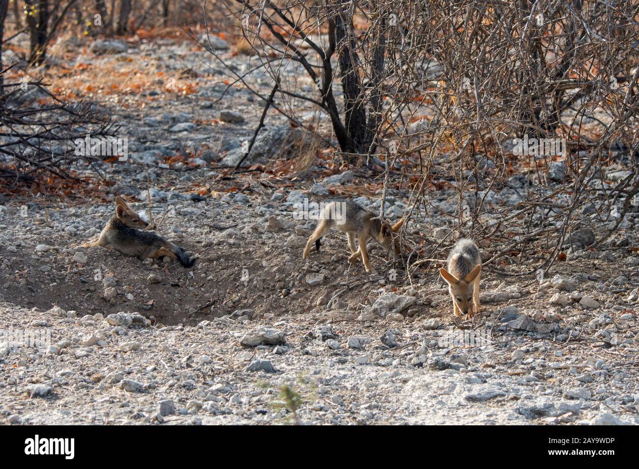 Des gros chacal soutenus par des noirs à leur coin de détente dans la Réserve de gibier d'Ongava, au sud du parc national d'Etosha, dans le nord-ouest de la Namibie. Banque D'Images